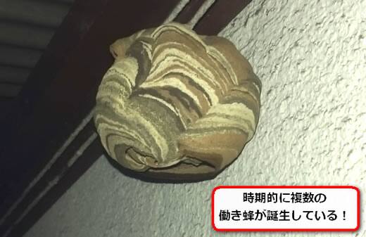 屋根スズメバチ巣