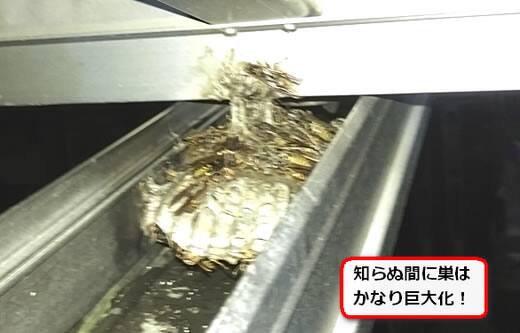 カーポート排水溝蜂の巣