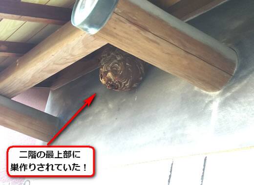 8月31日スズメバチ