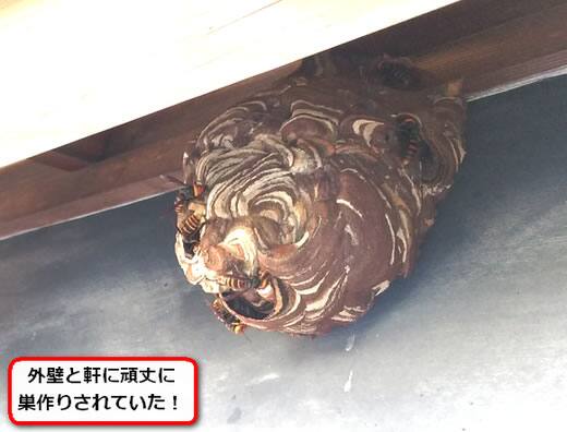 外壁スズメバチ巣