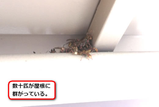 ハチ群がり巣無し