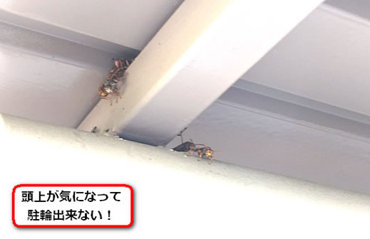 アシナガバチ駐輪場