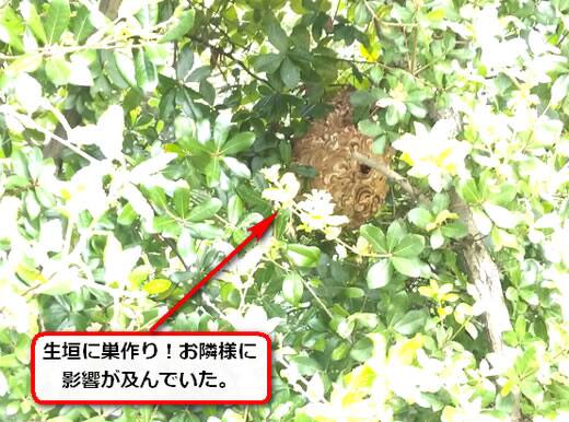 9月22日スズメバチ