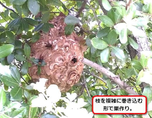 生垣スズメバチ巣