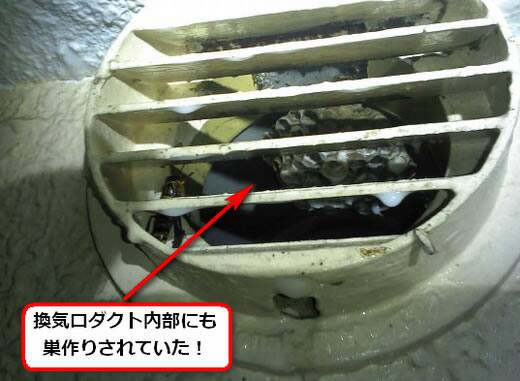 セグロアシナガバチの巣駆除