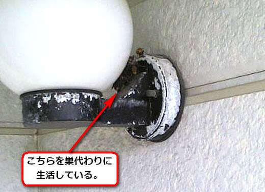 セグロアシナガバチ駆除