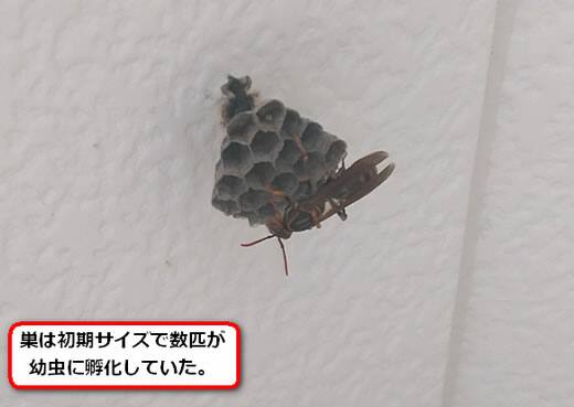 セグロアシナガバチの巣駆除