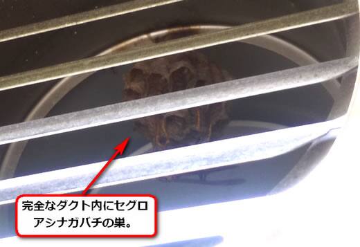 セグロアシナガバチの巣駆除