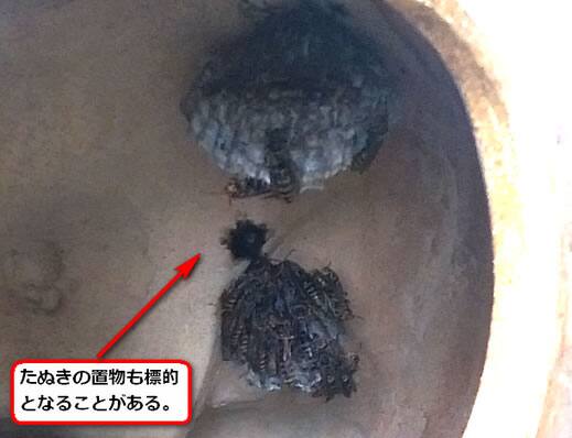 セグロアシナガバチの巣駆除