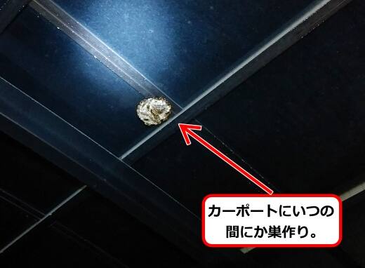 8月11日アシナガバチ