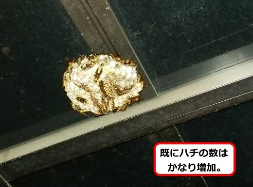 ガレージ蜂の巣