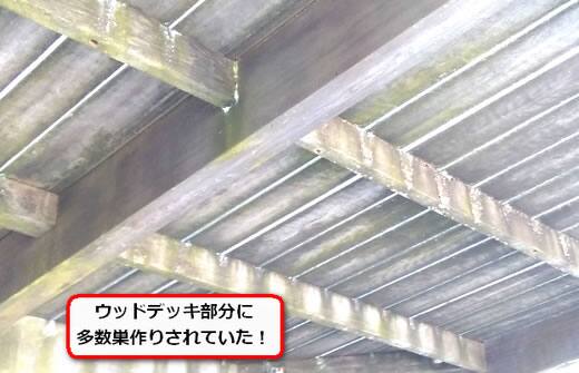 5月22日蜂の巣調査