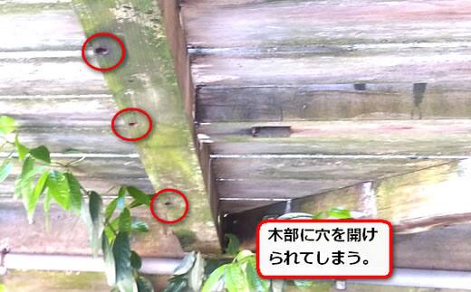 ウッドデッキクマバチ巣