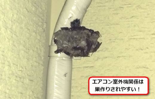 アシナガバチ巣配管部