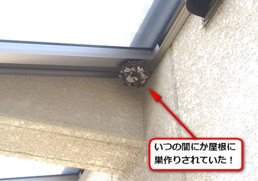 7月29日アシナガバチ