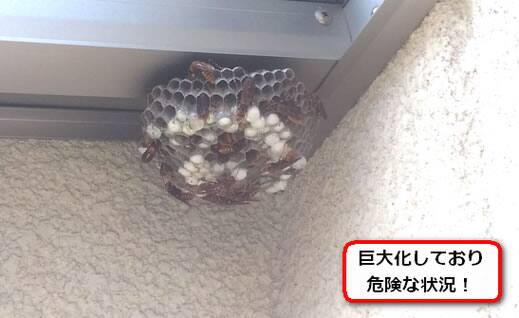 屋根アシナガバチ巣