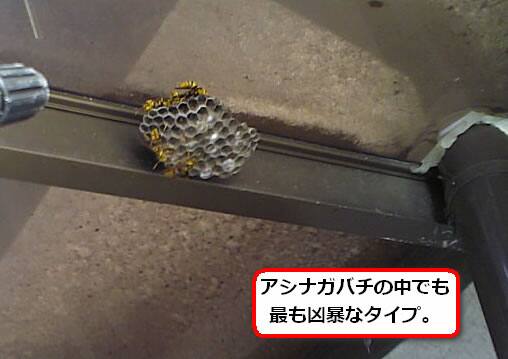 キアシナガバチの巣駆除