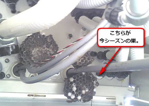 セグロアシナガバチの巣駆除