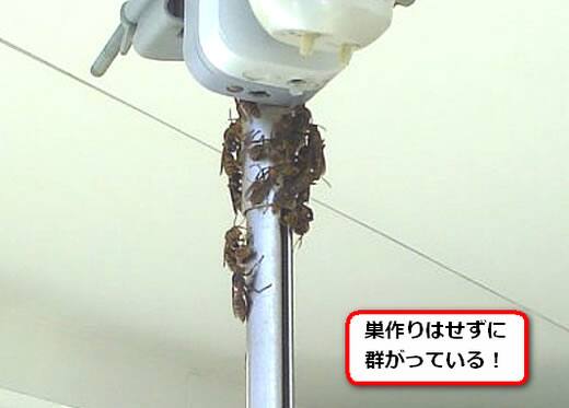 セグロアシナガバチ駆除