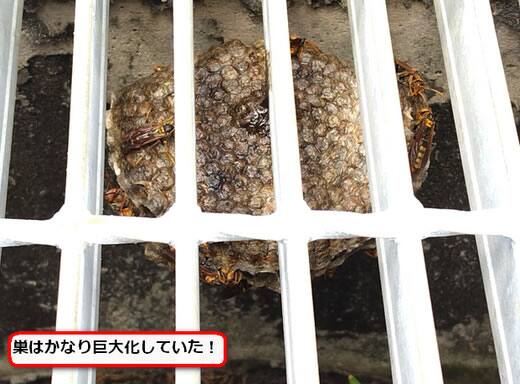 セグロアシナガバチの巣駆除