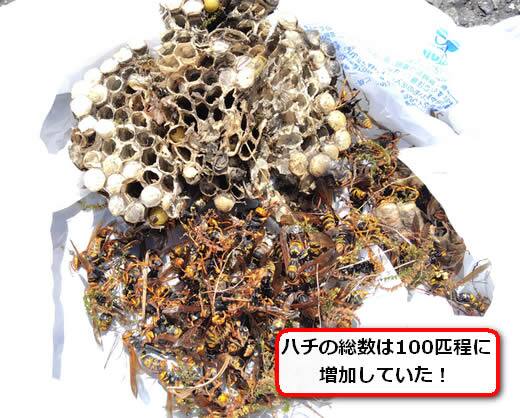 セグロアシナガバチの巣