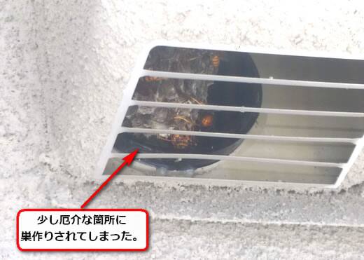 アシナガバチ巣換気口