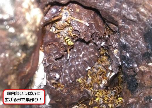樹木洞蜂の巣