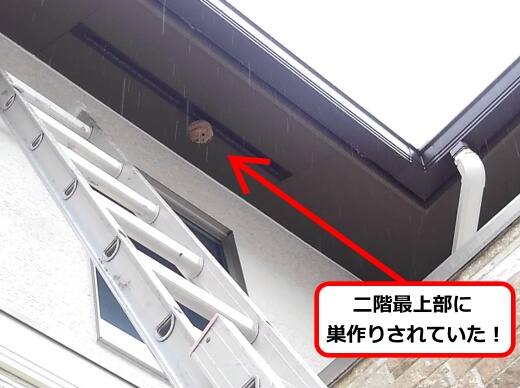 7月7日スズメバチ