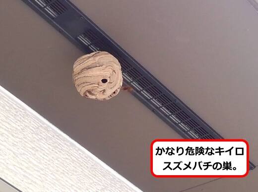 軒スズメバチ巣