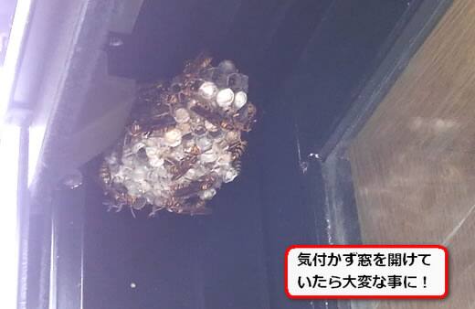 アシナガバチ巣窓枠