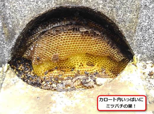 ミツバチ巣お墓カロート