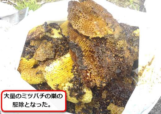 ミツバチの巣