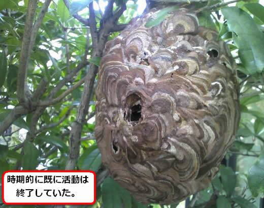 コガタスズメバチの巣駆除