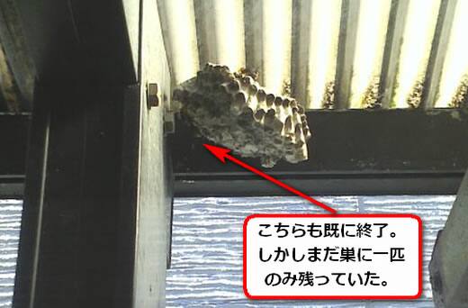 アシナガバチ駆除雨避け屋根