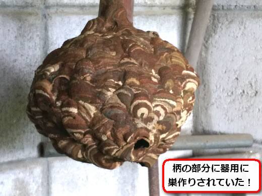 コガタスズメバチ駆除桑