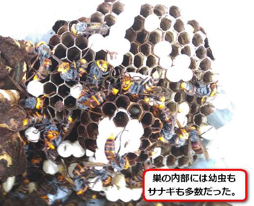 コガタスズメバチの巣内部
