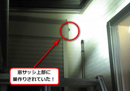 アシナガバチ駆除窓サッシ