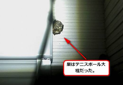 セグロアシナガバチの巣駆除