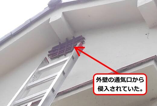 通気口ドロバチ侵入