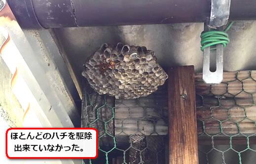 アシナガバチ巣勝手口