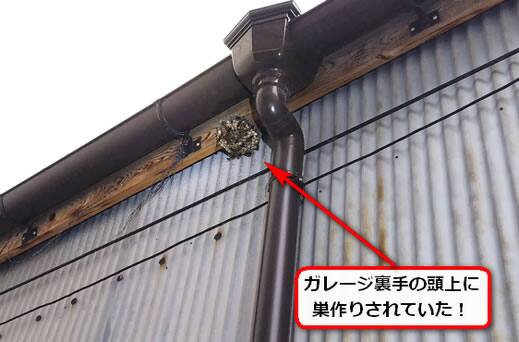 7月24日アシナガバチ
