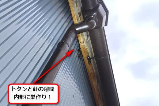 トタン隙間蜂の巣