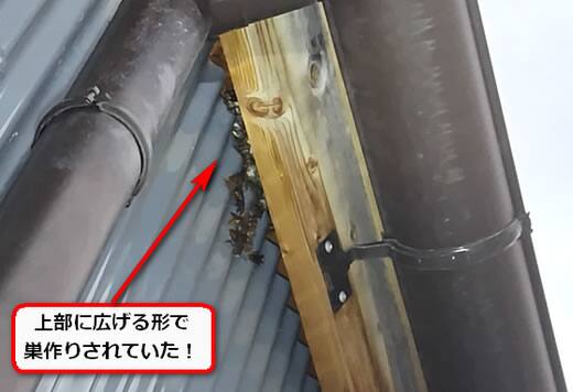 ガレージアシナガバチ巣