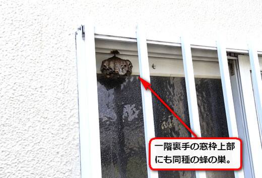 窓サッシ蜂の巣