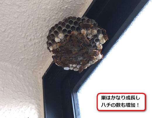 アシナガバチガレージ