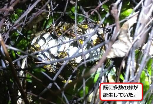 蔦内部蜂の巣