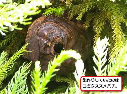 コガタスズメバチの巣駆除