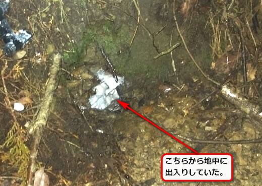 オオスズメバチ侵入口