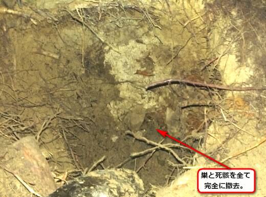 オオスズメバチの巣完全撤去