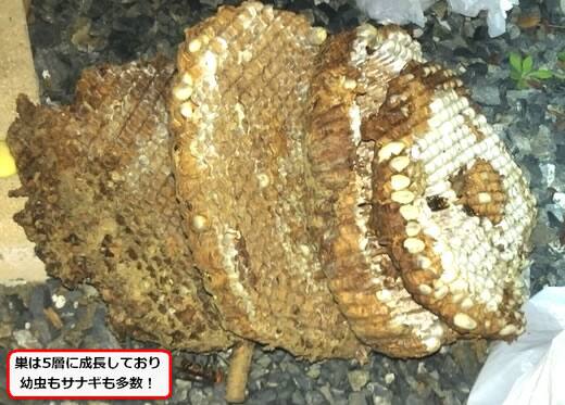 オオスズメバチの巣内部